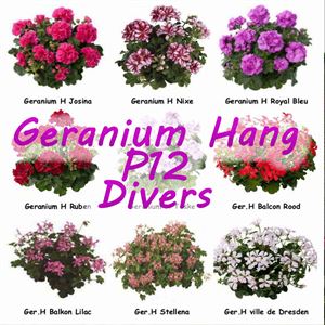 Bild von Geranium Hang P12 double divers